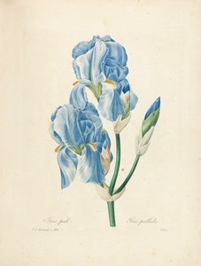 Iris Pallida, graverad av Victor, från "Val av de vackraste blommorna och de vackraste frukterna", Vol. II, 1827-33